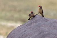 Buphagus erythrorhynchus